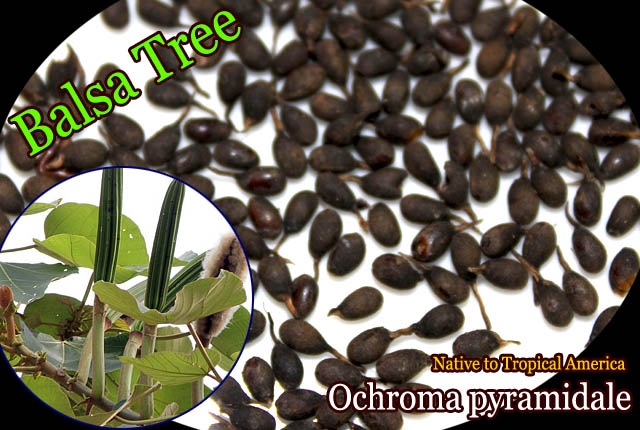 [�����ǺǤ�ڤ��ڡ��Х륵]�������ޡ��ԥ�ߥǡ���(Ochroma pyramidale)���1�ѥå�