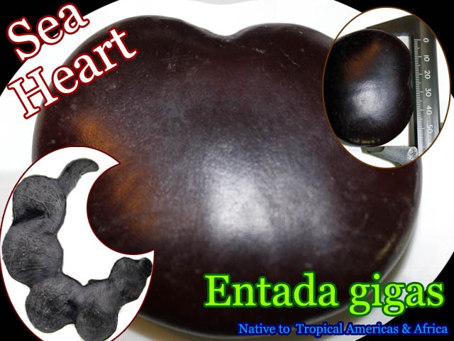 [幸せを運ぶ巨大マメ モダマ・シーハート]エンタダ・ギガス(Entada gigas)種子