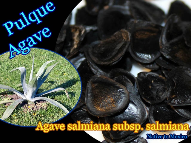 [甘味料アガベシロップの原料]アガベ・サルミアナ(Agave salmiana subsp. salmiana)種子