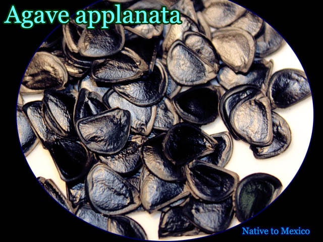 Agave applanata(アガベ・アプラナータ)種子