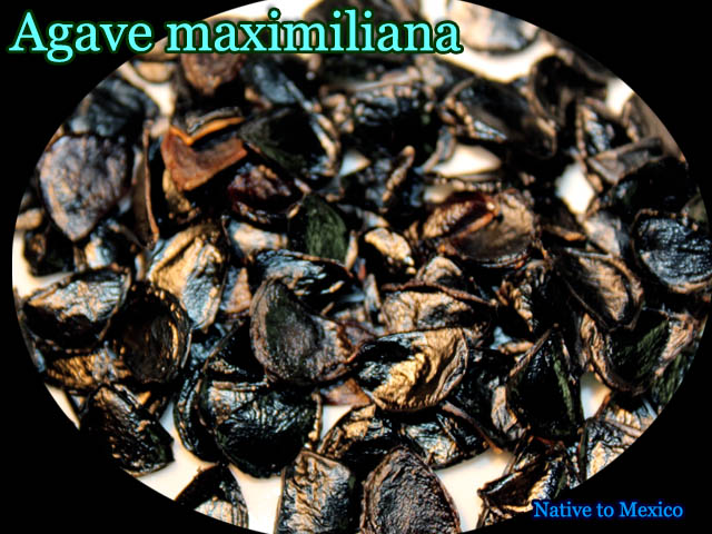 Agave maximiliana(アガベ・マキシミリアーナ)[アガベ種子] 販売店