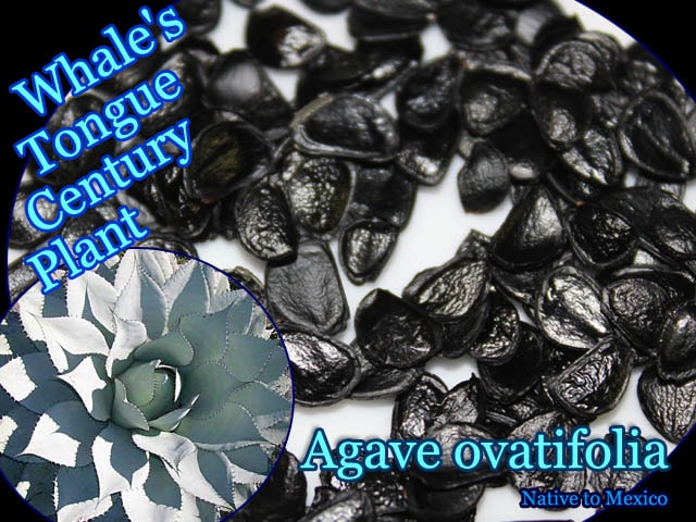 Agave tequilana(アガベ・テキラーナ)種子[お酒・アガベシロップの原料