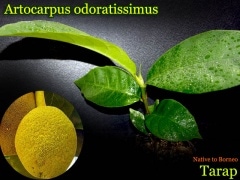 熱帯果樹・マラン]ニオイパンノキ(Artocarpus odoratissimus)苗 販売店