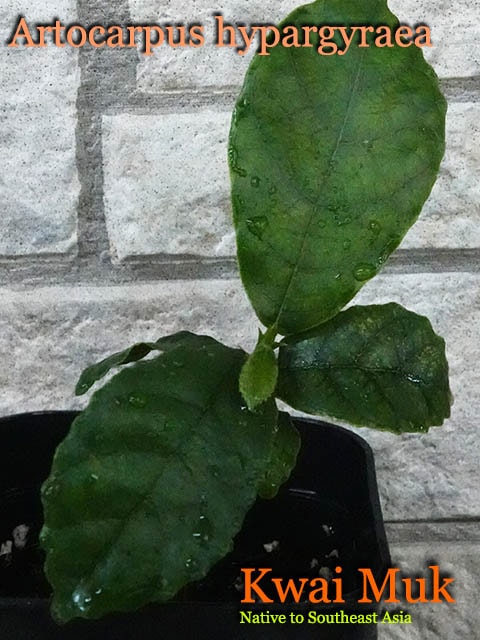 クワイムク(Artocarpus hypargyraea)苗[熱帯果樹]
