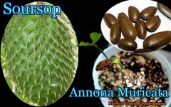 ȥХ쥤(Annona muricata)[ǮӲ̼å]