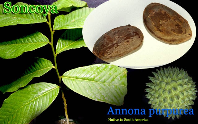 Annona purpurea(ソンコヤ)種子[熱帯果樹]