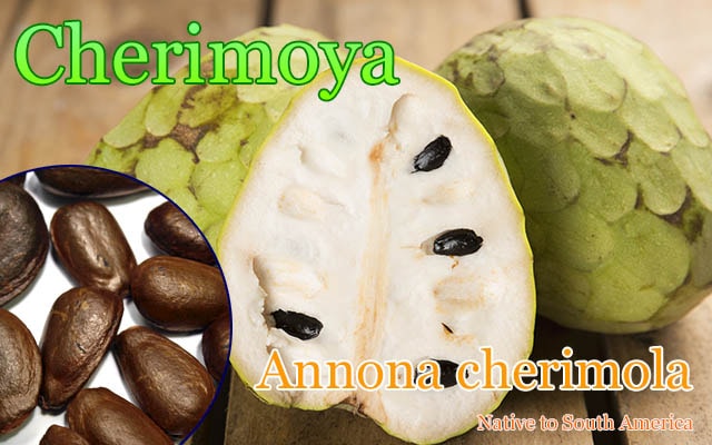 Annona cherimola(��������)���[���Υ��������꡼��]