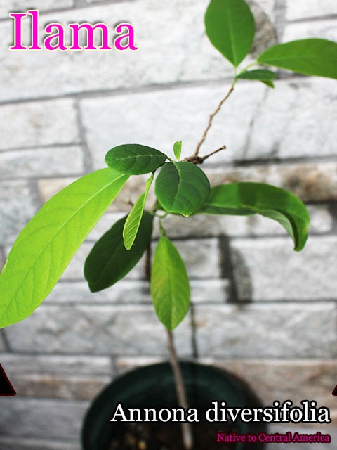 [����Ǯ�Ӳ̼�]�����(Annona macroprophyllata)��