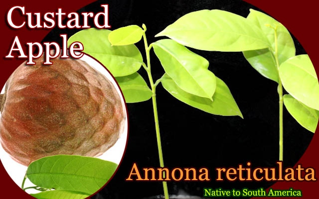 Annona reticulata(ギュウシンリ)苗[熱帯果樹] 販売店