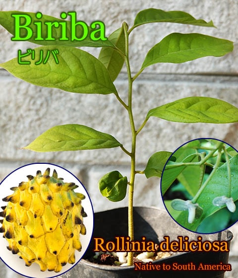 �ӥ��(Rollinia deliciosa)��[Ǯ�Ӳ̼�]