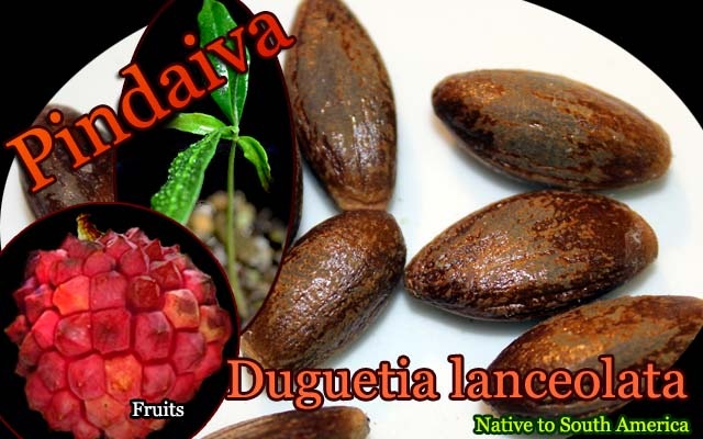 ドゥグェティア ランセオラタ Duguetia Lanceolata 種子 希少バンレイシ科熱帯果樹 予約商品 販売店 ドゥグェティア ランセオラタ Duguetia Lanceolata 種子 希少バンレイシ科熱帯果樹 予約商品 販売店