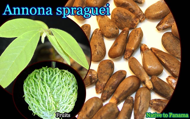 希少バンレイシ科・熱帯果樹]Annona spraguei(アンノナ