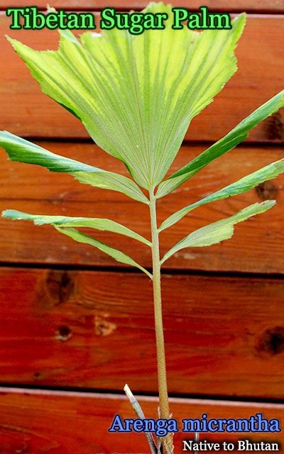 チベタン シュガーパーム(Arenga micrantha/Tibetan Sugar Palm)苗