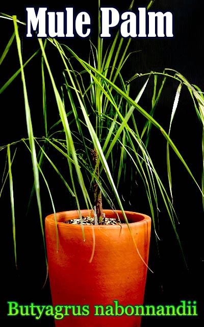 ߥ塼ѡ(Butyagrus nabonnandii)[Ѵ䥷]