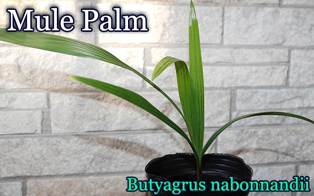 ミュールパーム　ヤシ 耐寒性ヤシ]ミュールパーム(Butyagrus nabonnandii)中苗 販売店