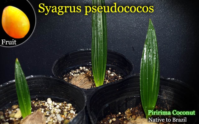 Syagrus pseudococos(Piririma Coconut)種子[耐寒性ヤシ・ピリリマココナッツ]