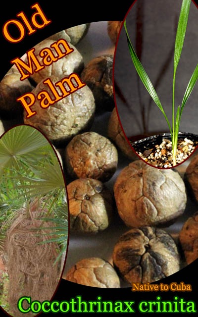 予約商品]耐寒ヤシ オールドマンパーム(Coccothrinax crinita/Oldman
