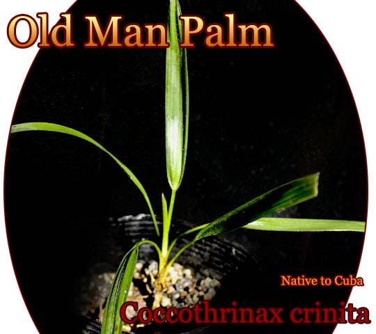 オールドマンパーム(Coccothrinax crinita/Oldman palm)苗[耐寒性ヤシ]