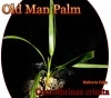 ɥޥѡ(Coccothrinax crinita/Oldman palm)[Ѵ䥷]