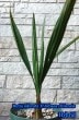 Butia odorata X Jubaea chilensis[Ѵ䥷]