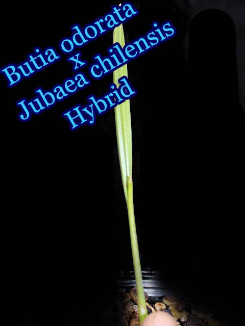 [耐寒性ハイブリッドヤシ]ブティア・オドラータXチリサケヤシ(Butia odorata x Jubaea chilensis)小苗