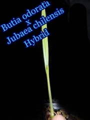 [Ѵϥ֥åɥ䥷]֥ƥɥ顼Xꥵ䥷(Butia odorata x Jubaea chilensis)