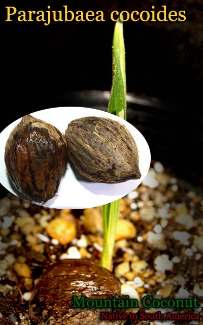 Parajubaea cocoides(マウンテンココナッツ)種子[耐寒性ヤシ] 販売店