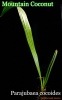 [Ѵ䥷]ޥƥ󥳥ʥå(Parajubaea cocoides:Mountain Coconut