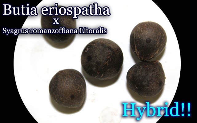 [耐寒性ハイブリッドヤシ]ブティア・エリオスパータ X ロウバスト クイーンパーム(Butia eriospatha x Syagrus romanzoffiana Litoralis)種子
