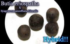[Ѵϥ֥åɥ䥷]֥ƥꥪѡ X Х ѡ(Butia eriospatha x Syagrus romanzoffiana Litoralis)