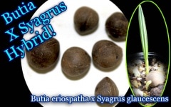 [Ѵ䥷]֥ƥꥪѡߥ륹饦å ϥ֥å 䥷5