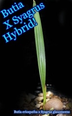 [�Ѵ����䥷]�֥ƥ��������ꥪ���ѡ����ߥ������륹�����饦���å��� �ϥ��֥�å� �䥷����