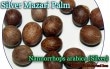 ʥΥץ ӥ С(Nannorrhops arabica Silver)[Ѵ䥷]