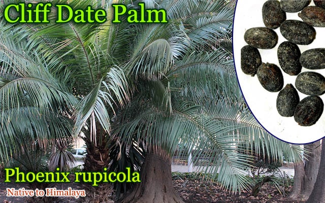 Phoenix rupicola(フェニックス・ルピコラ)種子 販売店