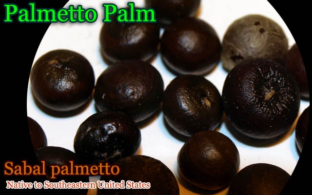 サバルヤシ　種子　1000粒 Sabal palmetto(サバルヤシ)種子[予約商品] 販売店
