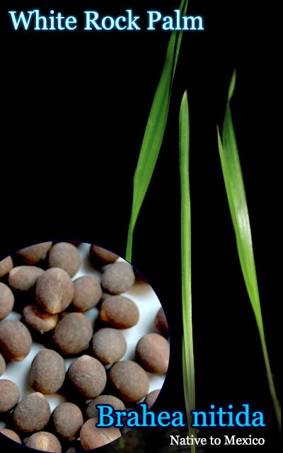 Brahea nitida(ブラヘア・ニチダ)種子[ホワイトロックパーム・予約商品
