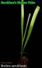 [�Ѵ����䥷]���륫�� �إ��ѡ��ѡ���(Brahea sarukhanii/Sarukhan's Hesper Palm)��