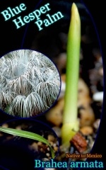 �֥�إ�������ޡ���(Brahea armata)ȯ�����[�Ѵ����䥷]