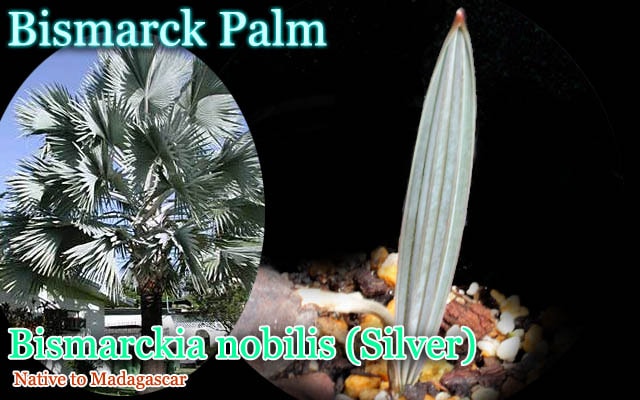 ӥޥ륭 Υӥꥹ С(Bismarckia nobilis Silver) [Ѵ䥷]