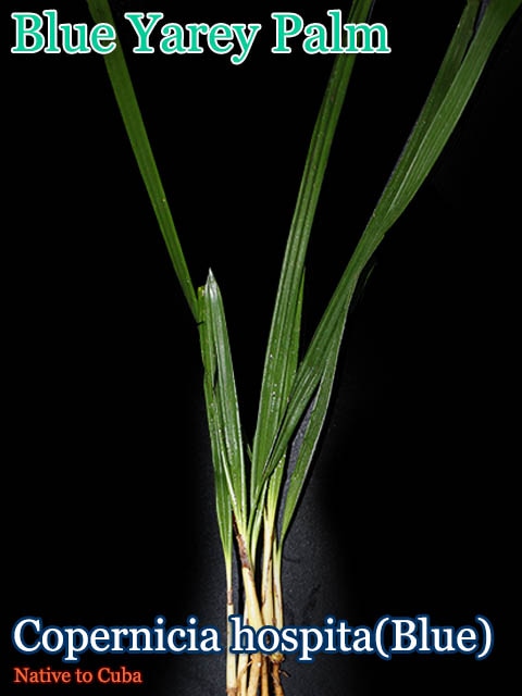 [�Ѵ����䥷]�֥롼��쥤�ѡ���(Copernicia hospita Blue)[�䥷ȴ���ġ�ͽ����]