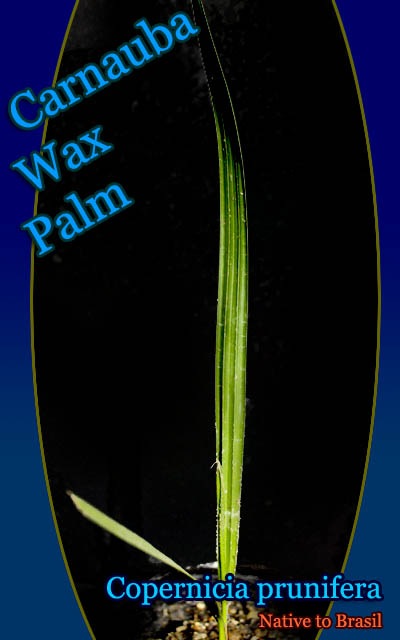 ʥХåѡ(Copernicia prunifera)[䥷ʥϹθ]