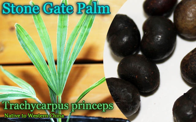 ストーンゲートパーム(Trachycarpus princeps BlueSilver)種子[耐寒性