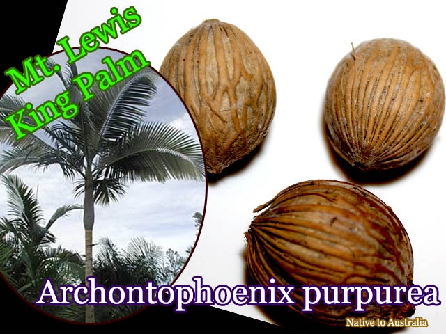 Archontophoenix purpurea(アルコントフェニックス・プルプレア)種子