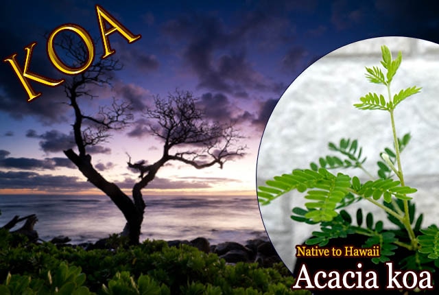 [ハワイの聖なる木]アカシア・コア(Acacia koa)苗
