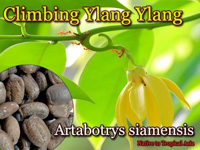 ���饤�ߥ󥰡�����󥤥��(Artabotrys siamensis)���[�ե쥰���ȥץ���]