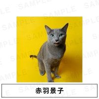 �ֱ��ʻҡáڼ̿��ȥ���������ۼ̿��ѥͥ� WALLDECOR���������