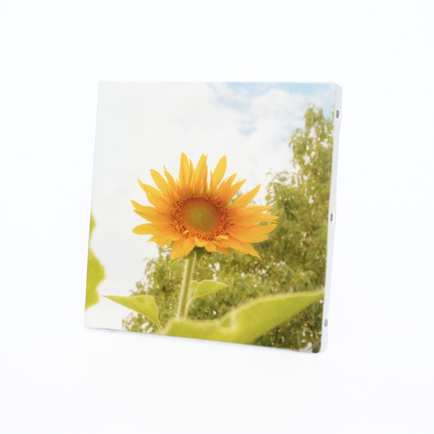 武内愛莉｜サイン入りSQminiキャンバスパネル | 武内愛莉 写真展「愛