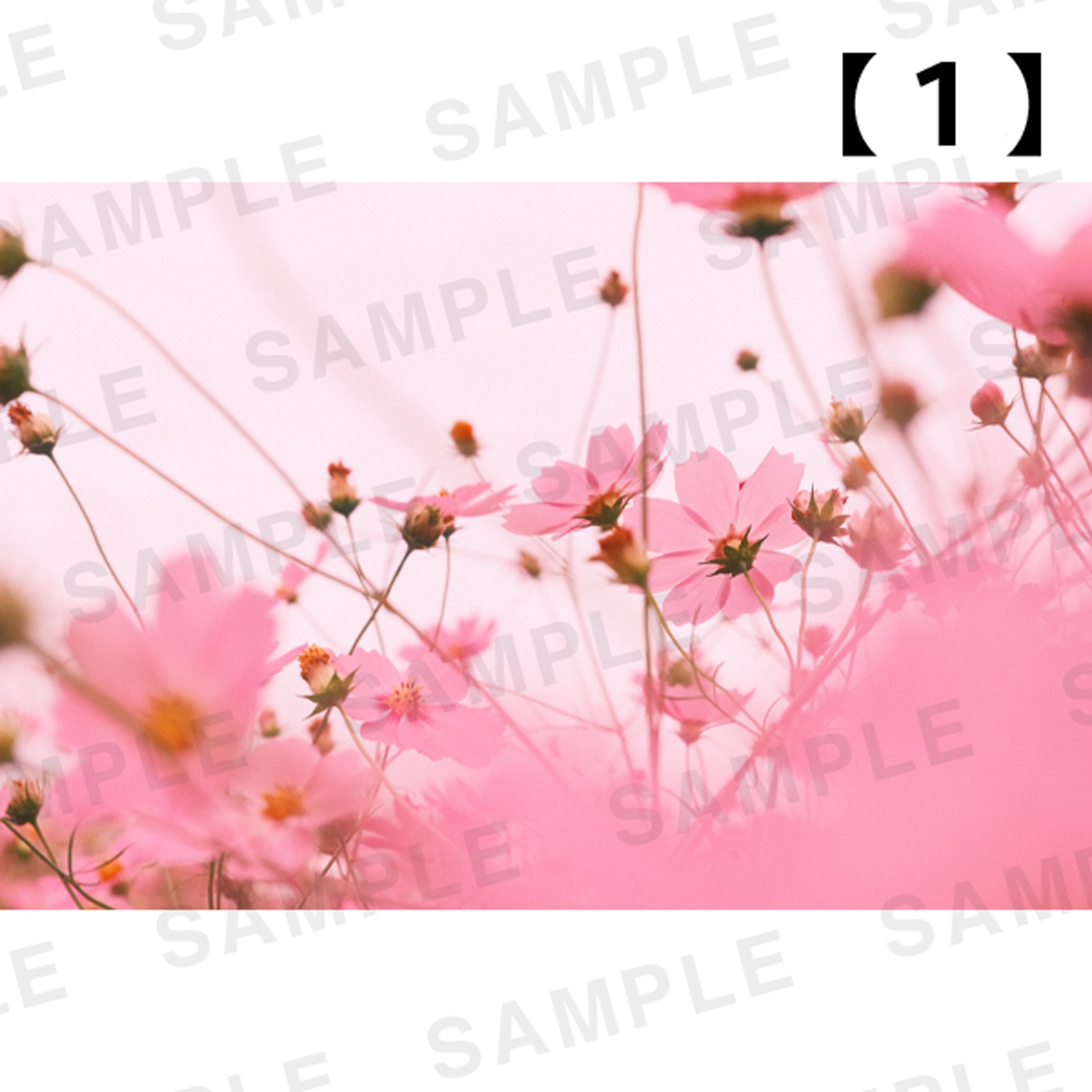 ���Ⱖ轡å�������������̿��ѥͥ�