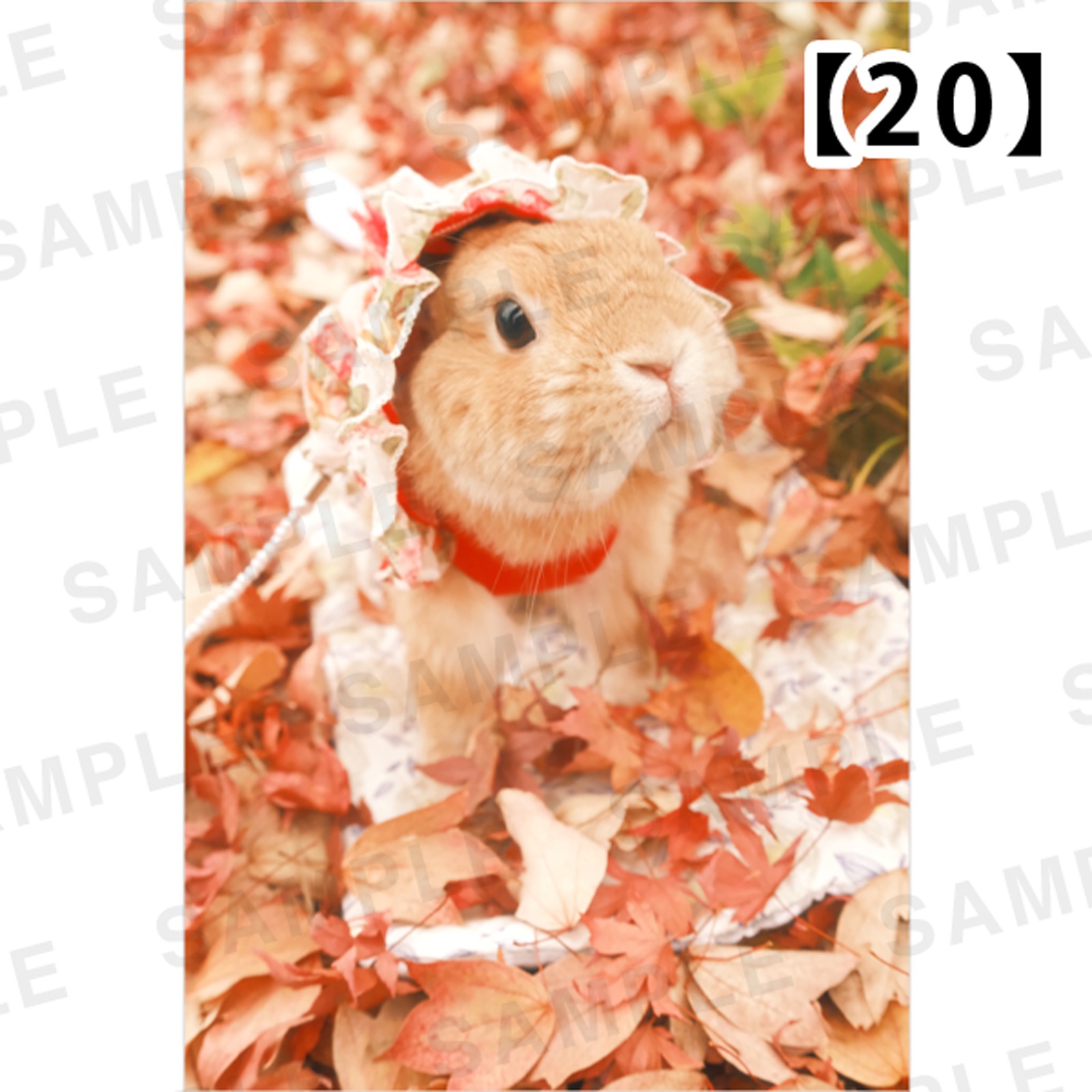 ���Ⱖ轡å���������������ʥѥͥ� 