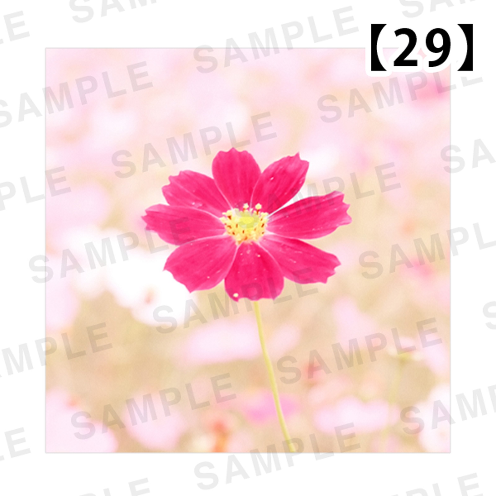 ���Ⱖ轡å���������SQmini�̿��ѥͥ�